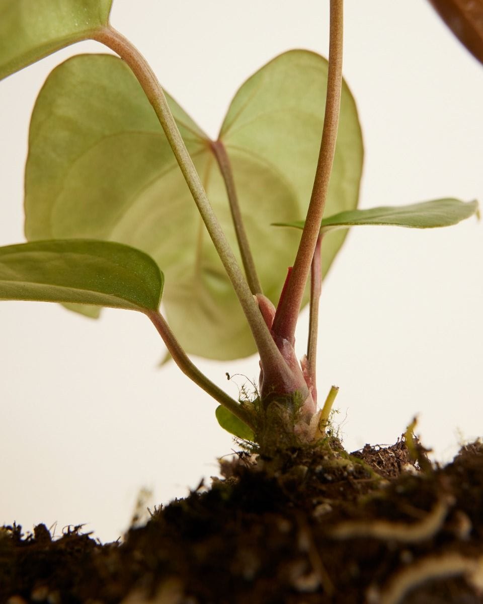 Anthurium Flamingo Plant Nigrolaminum Gigi x Forgetii