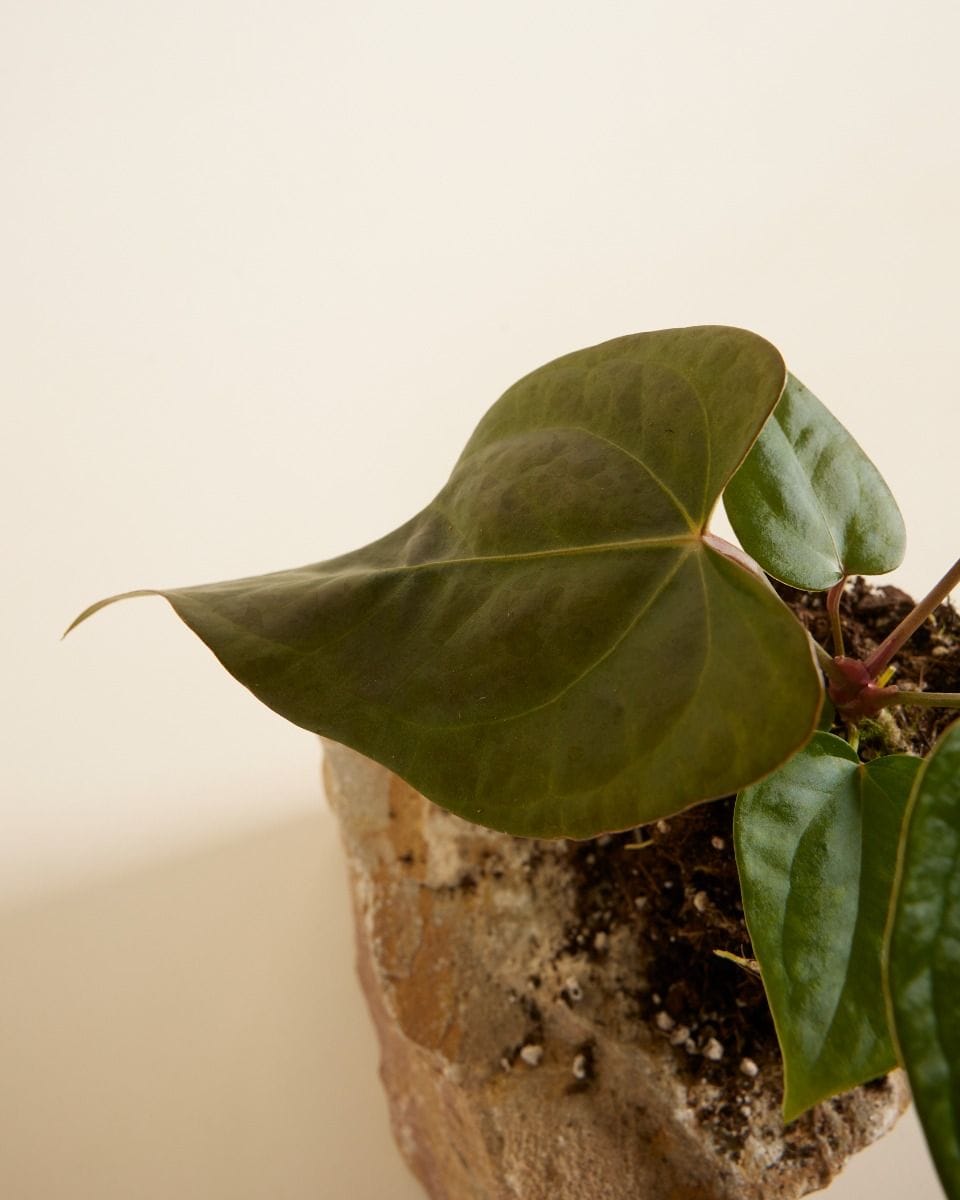 Anthurium Flamingo Plant Nigrolaminum Gigi x Forgetii