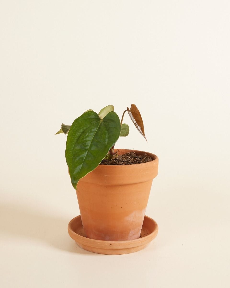 Anthurium Flamingo Plant Nigrolaminum Gigi x Forgetii