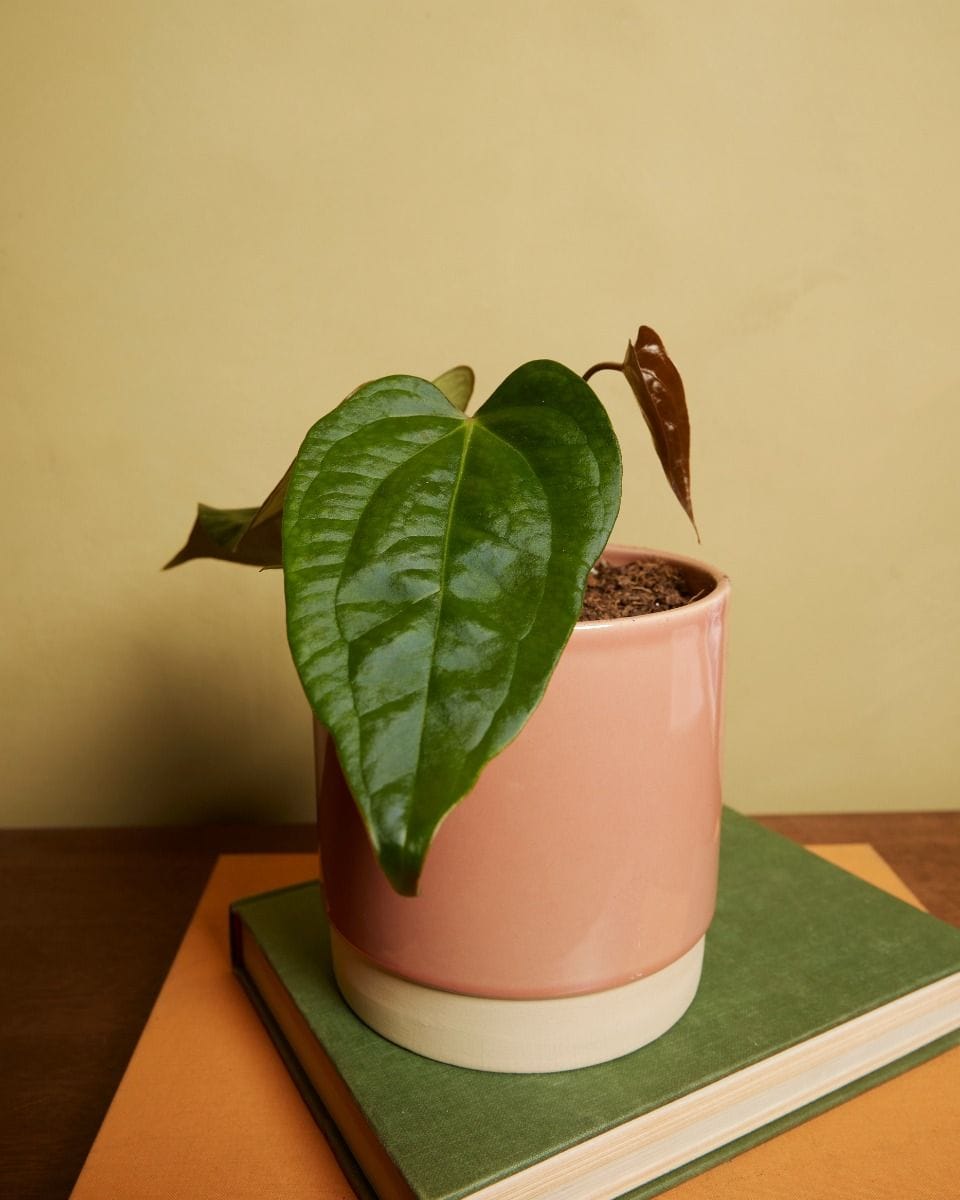 Anthurium Flamingo Plant Nigrolaminum Gigi x Forgetii