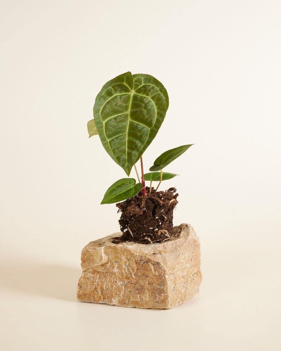 Anthurium Anturio Regale x Magnificum