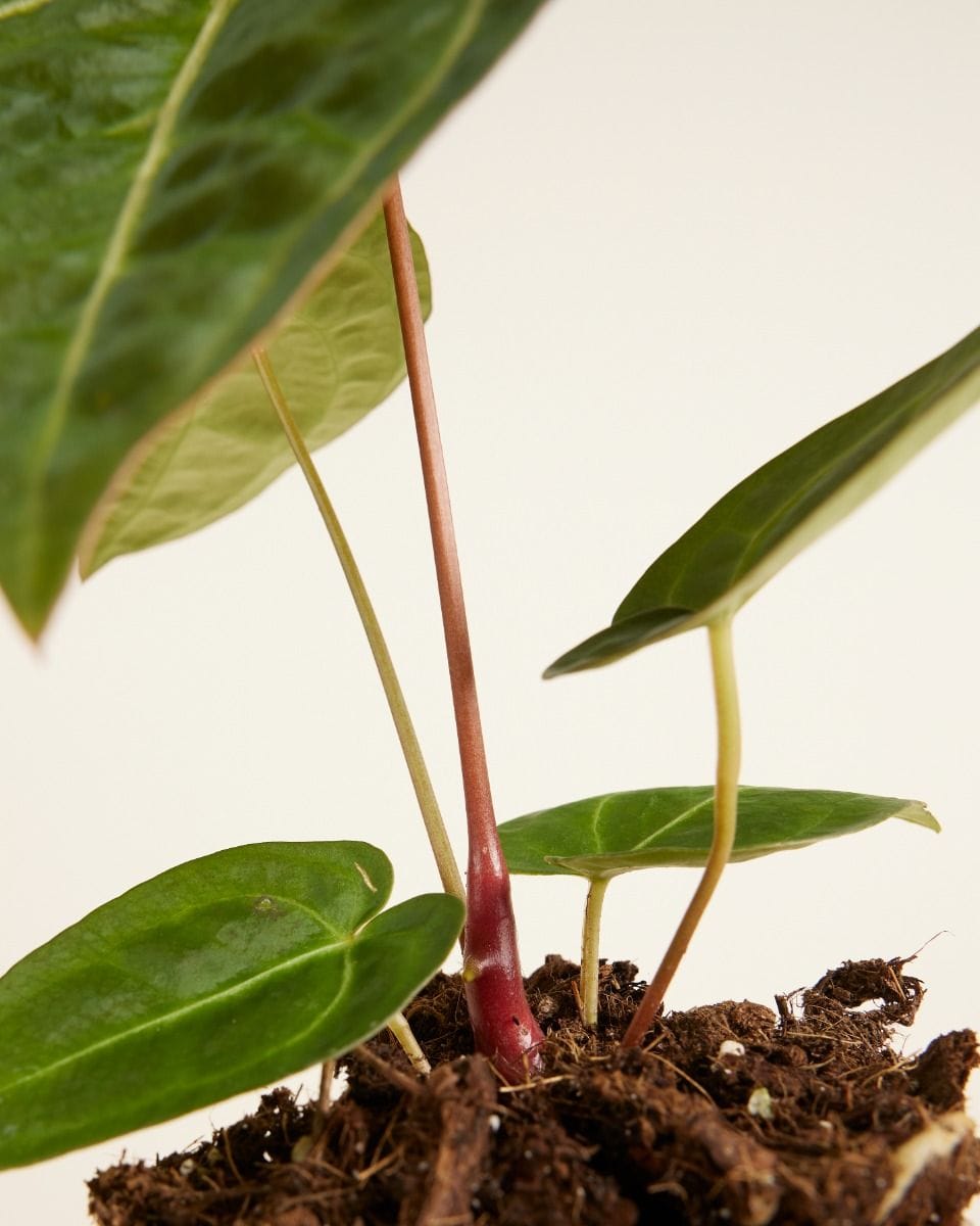 Anthurium Anturio Regale x Magnificum