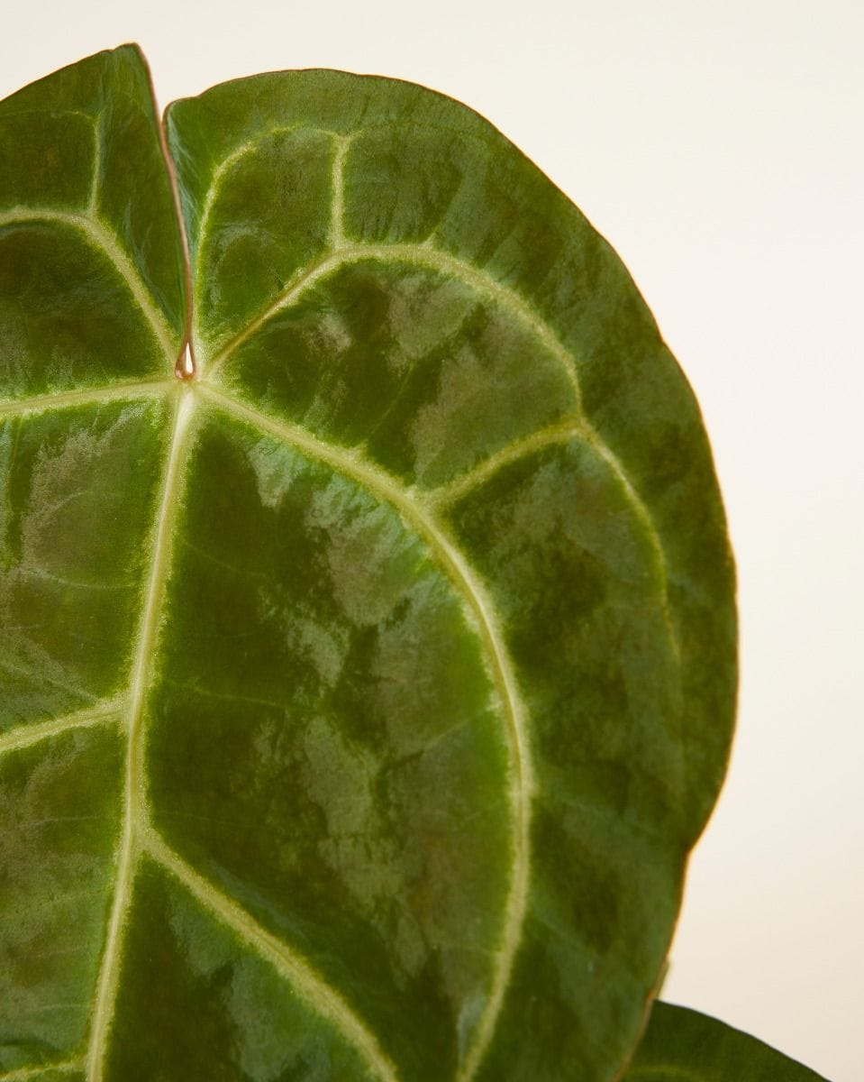 Anthurium Anturio Regale x Magnificum