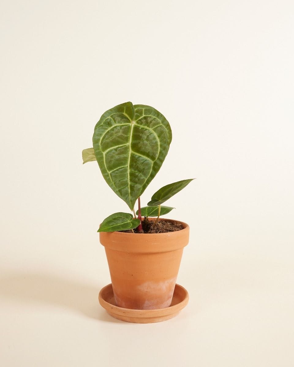 Anthurium Anturio Regale x Magnificum