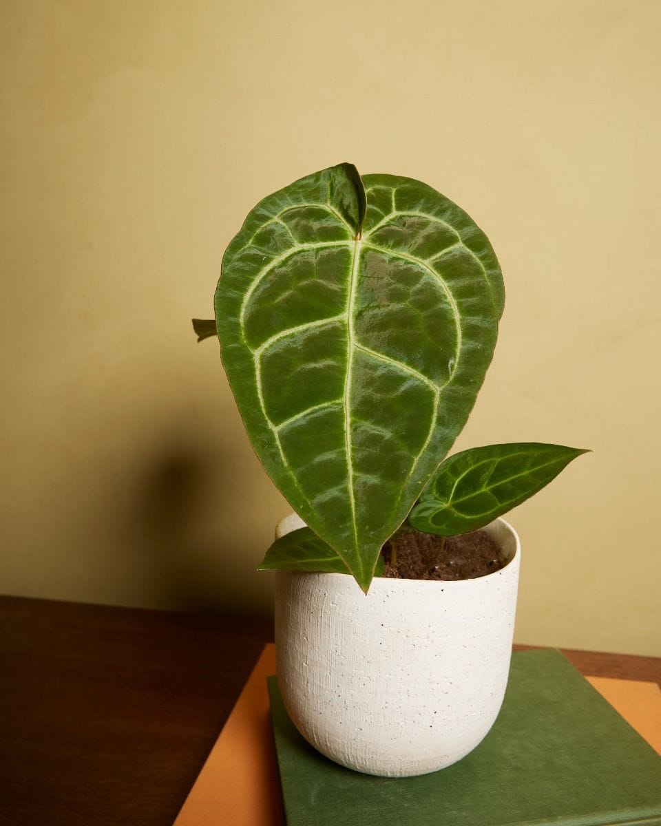 Anthurium Anturio Regale x Magnificum