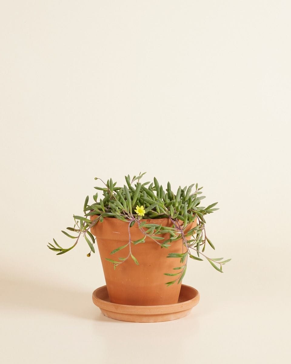 Senecio String of Bananas Herreianus Purple Flush