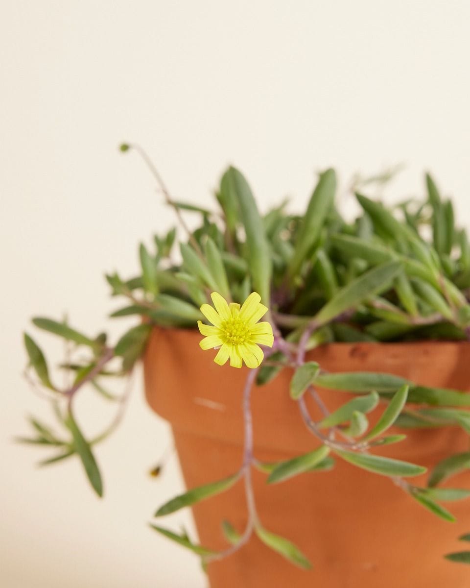 Senecio String of Bananas Herreianus Purple Flush