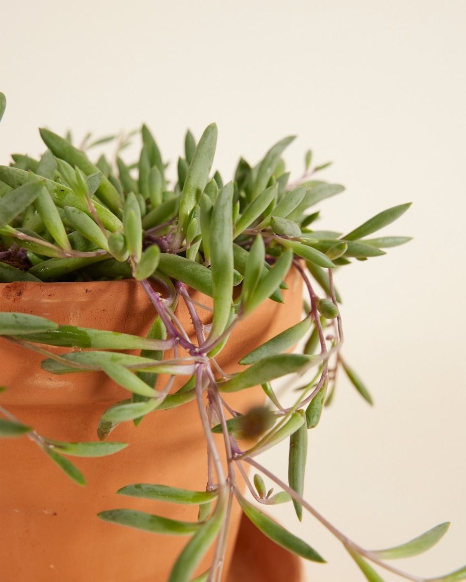 Senecio String of Bananas Herreianus Purple Flush