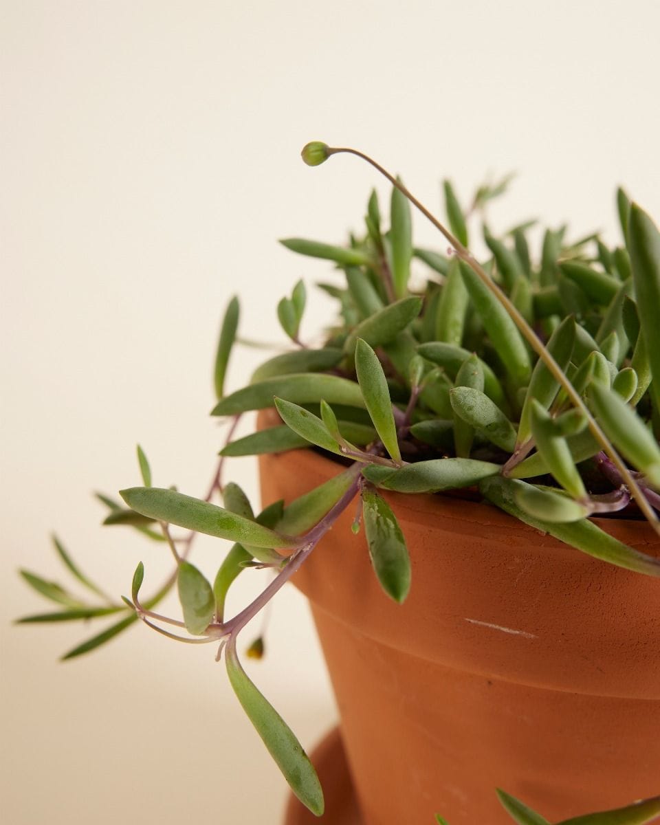 Senecio String of Bananas Herreianus Purple Flush