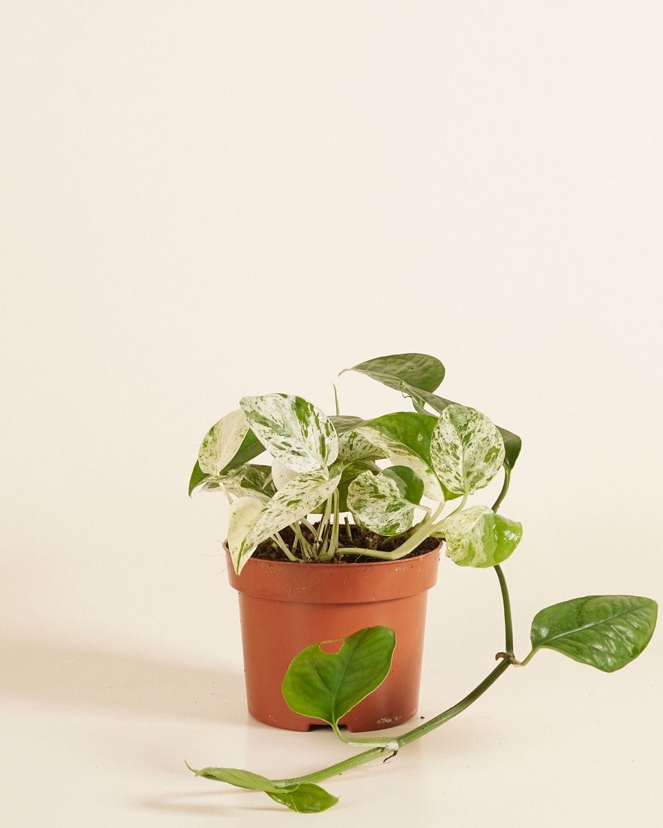 Epipremnum Pothos Pinnatum Marble Variegata
