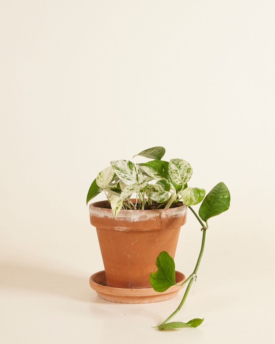 Epipremnum Pothos Pinnatum Marble Variegata