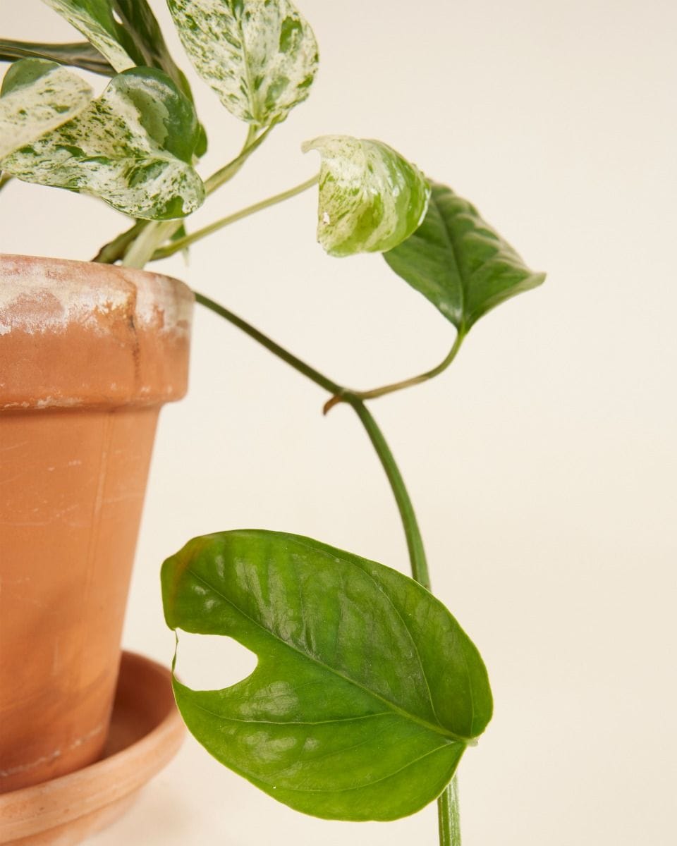 Epipremnum Pothos Pinnatum Marble Variegata