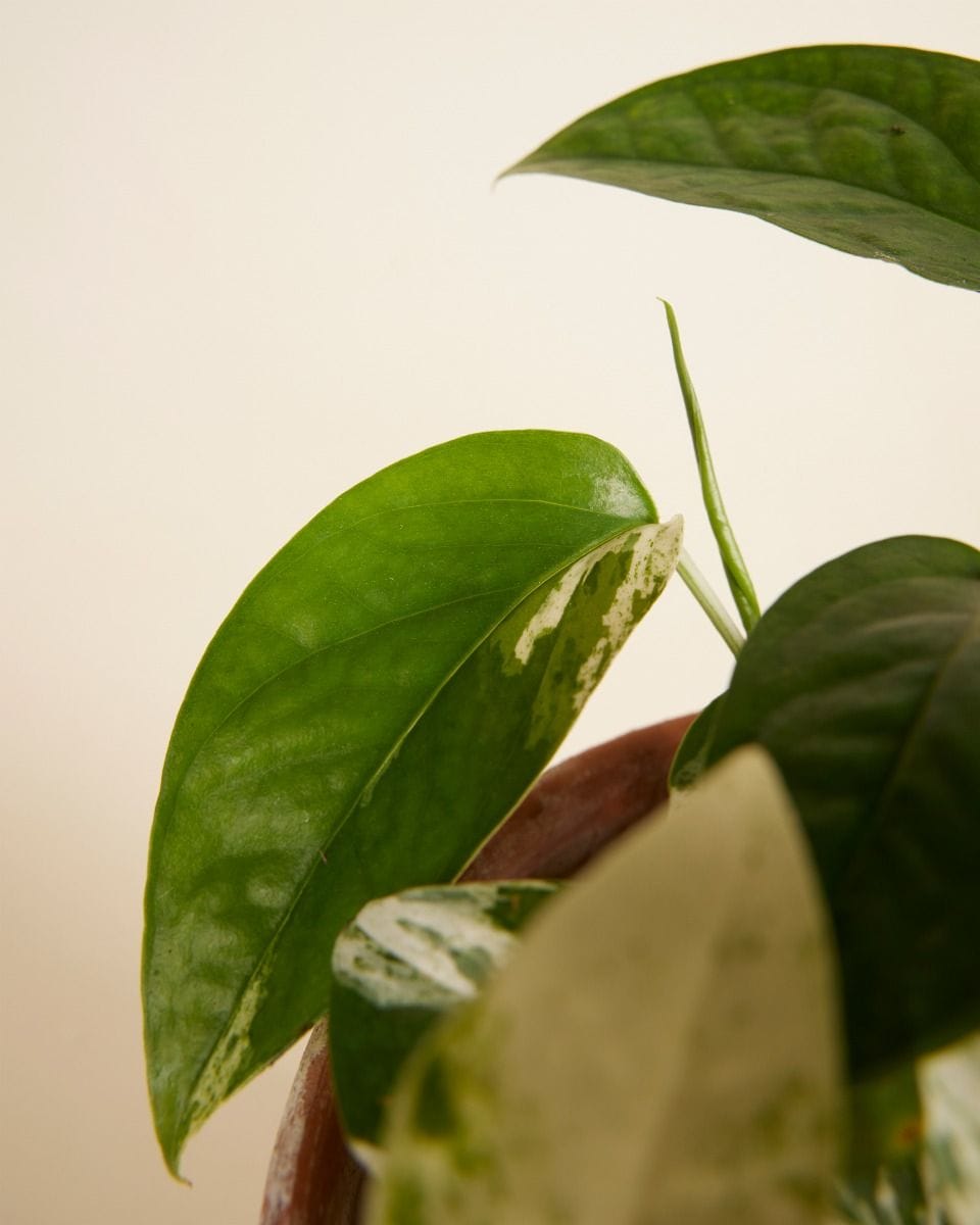 Epipremnum Pothos Pinnatum Marble Variegata