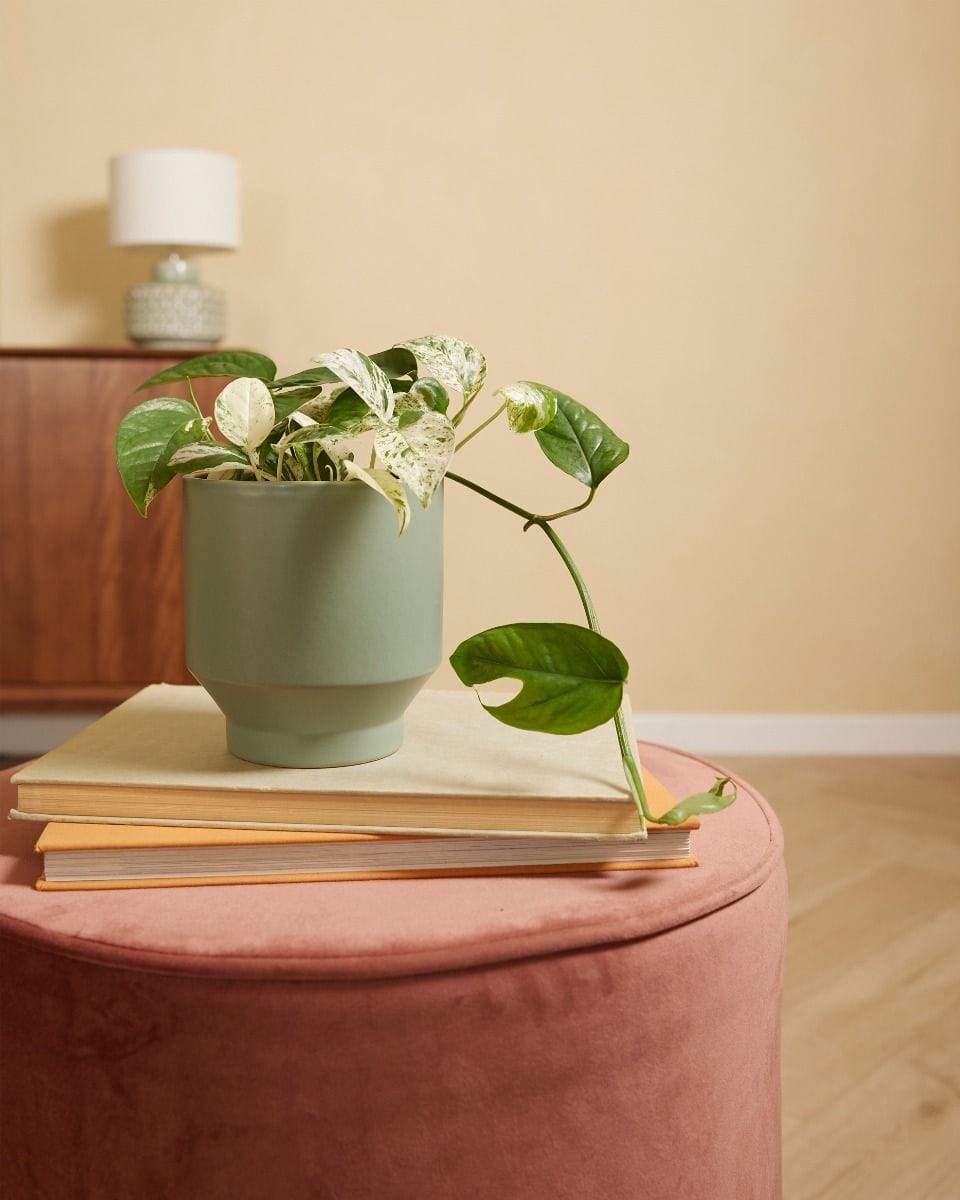 Epipremnum Pothos Pinnatum Marble Variegata