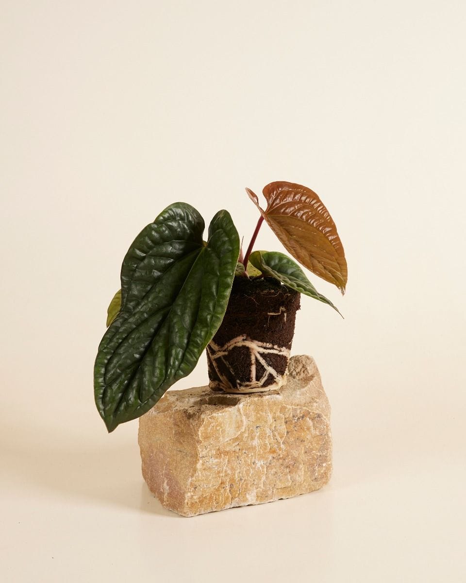 Anthurium Luxurians x Radicans
