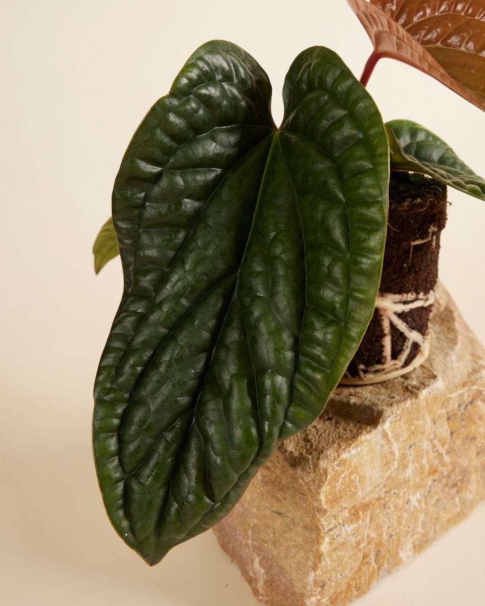 Anthurium Luxurians x Radicans