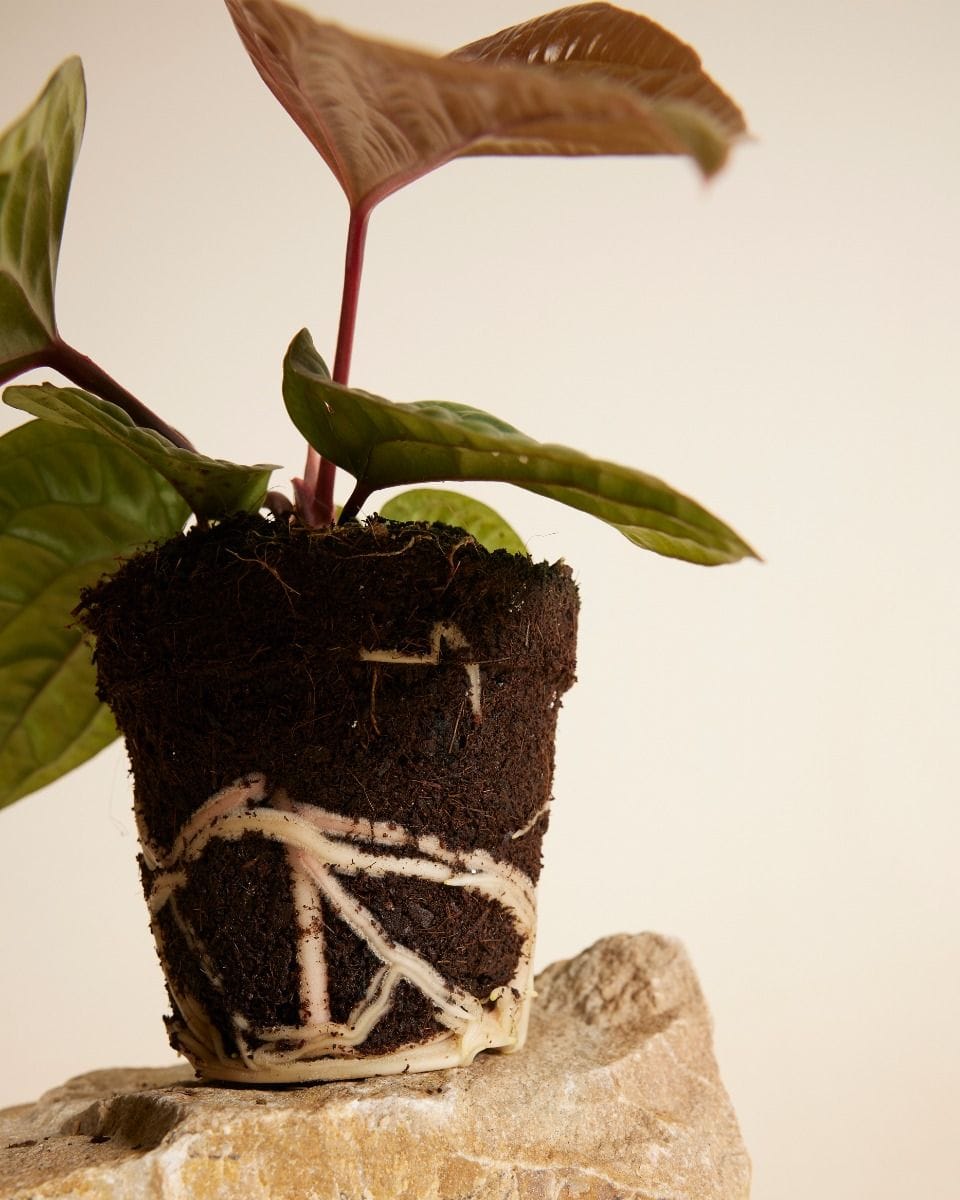 Anthurium Luxurians x Radicans