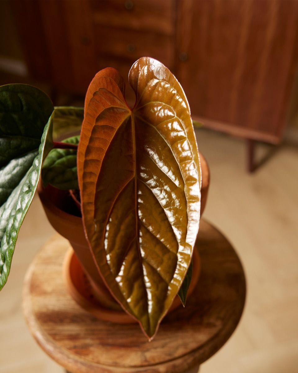 Anthurium Luxurians x Radicans