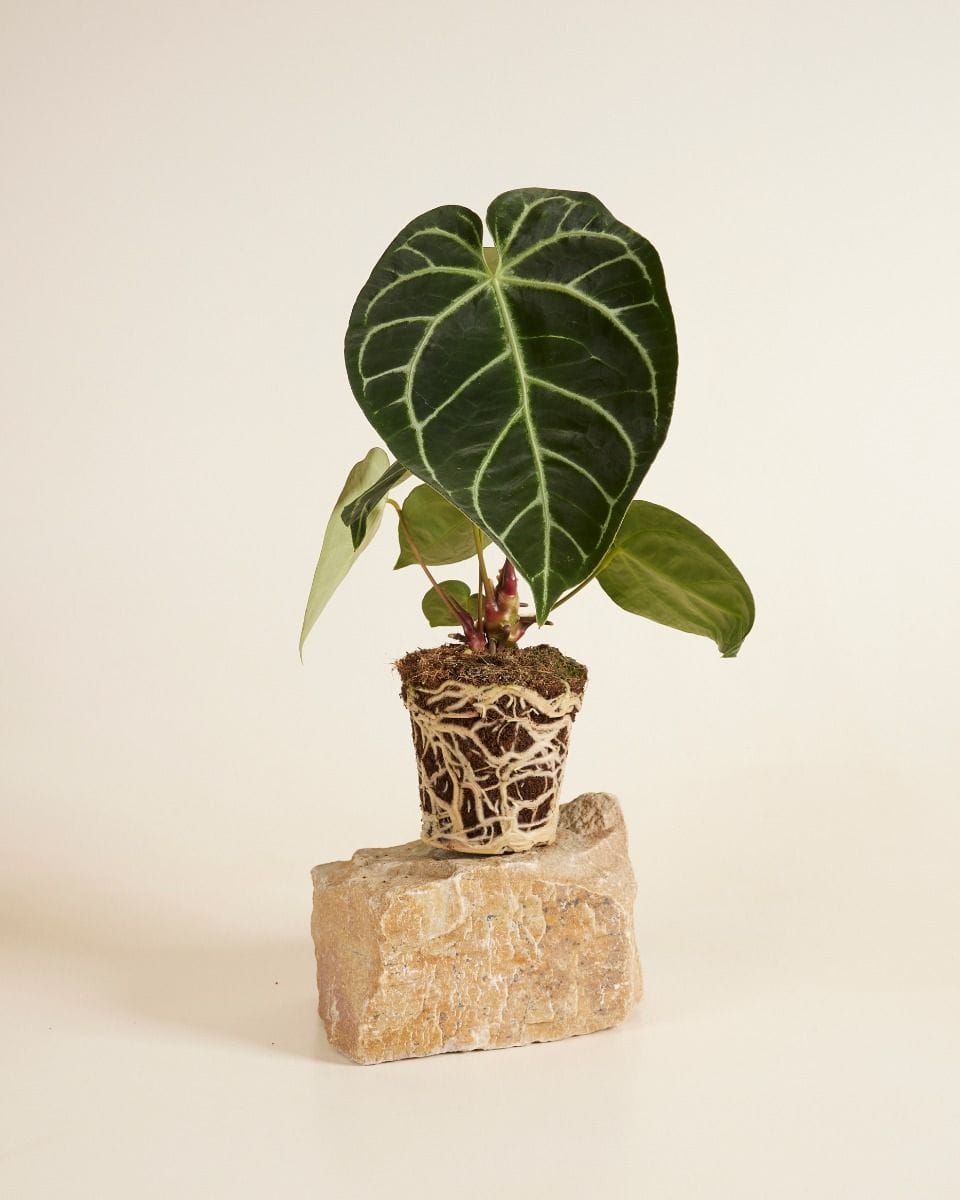 Anthurium Crystallinum x Regale