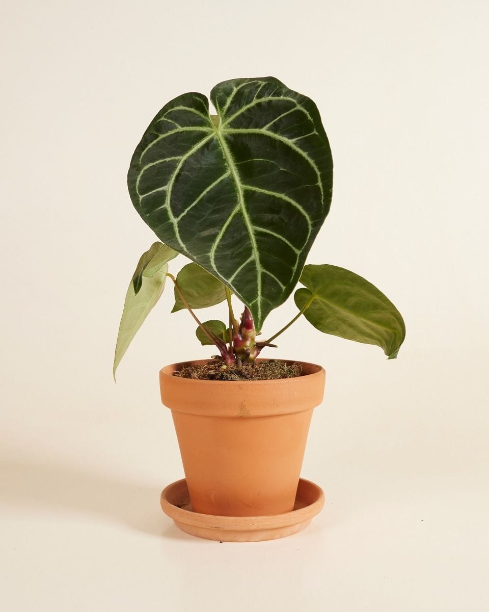 Anthurium Crystallinum x Regale