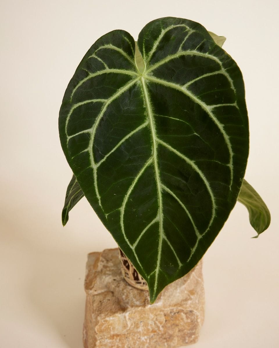 Anthurium Crystallinum x Regale