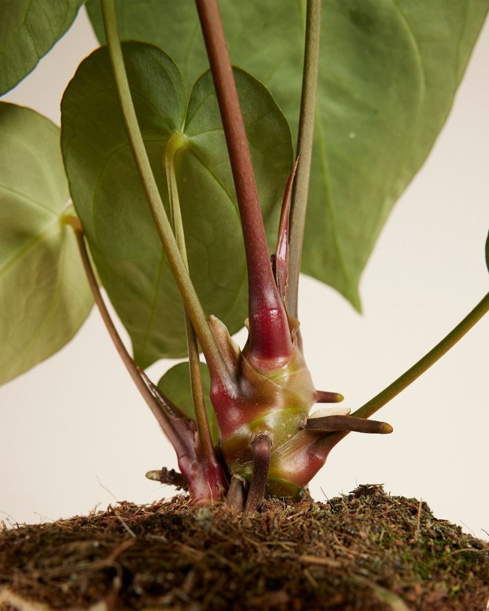 Anthurium Crystallinum x Regale