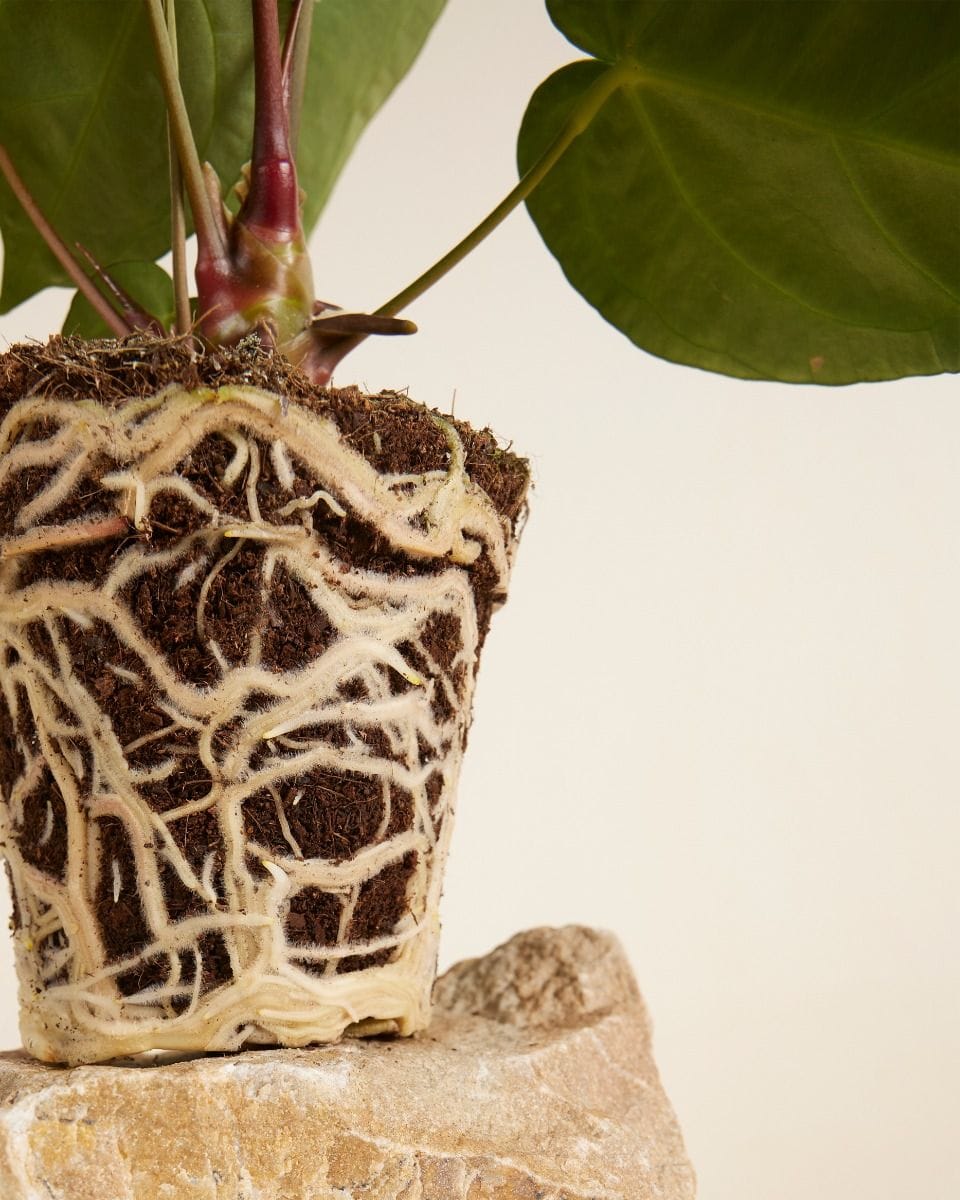 Anthurium Crystallinum x Regale