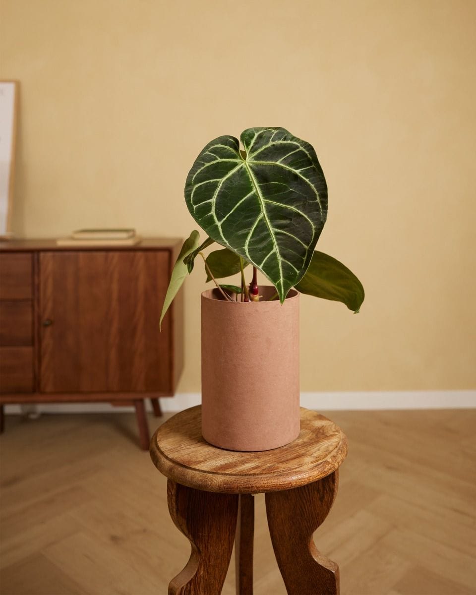 Anthurium Crystallinum x Regale