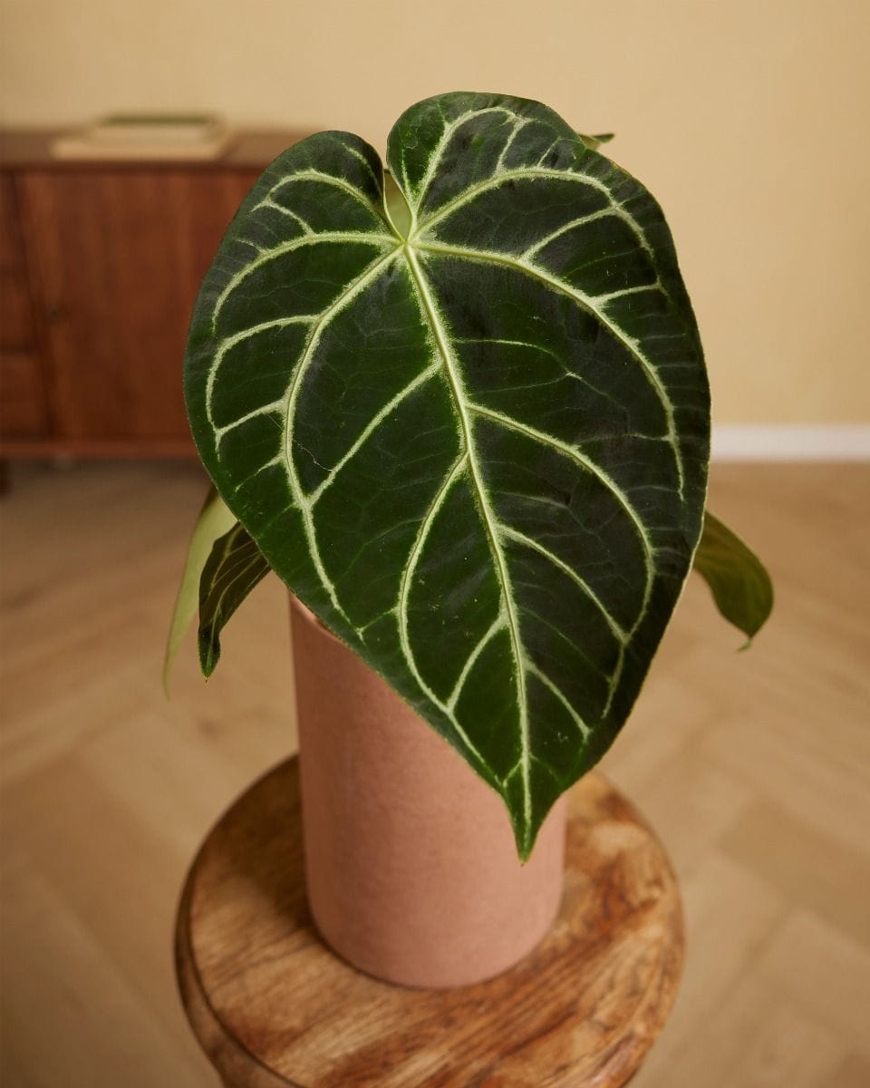 Anthurium Crystallinum x Regale