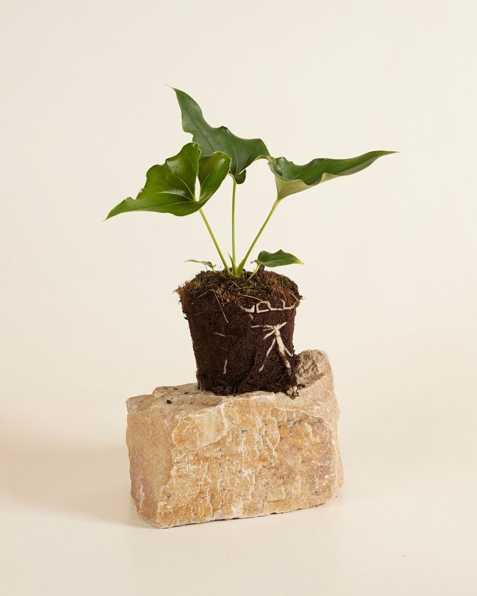 Anthurium Ferrierense Crisped