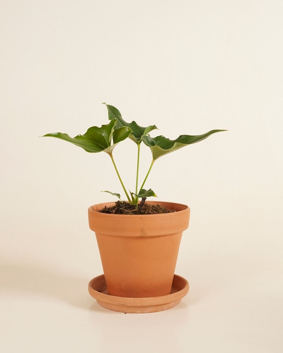 Anthurium Ferrierense Crisped