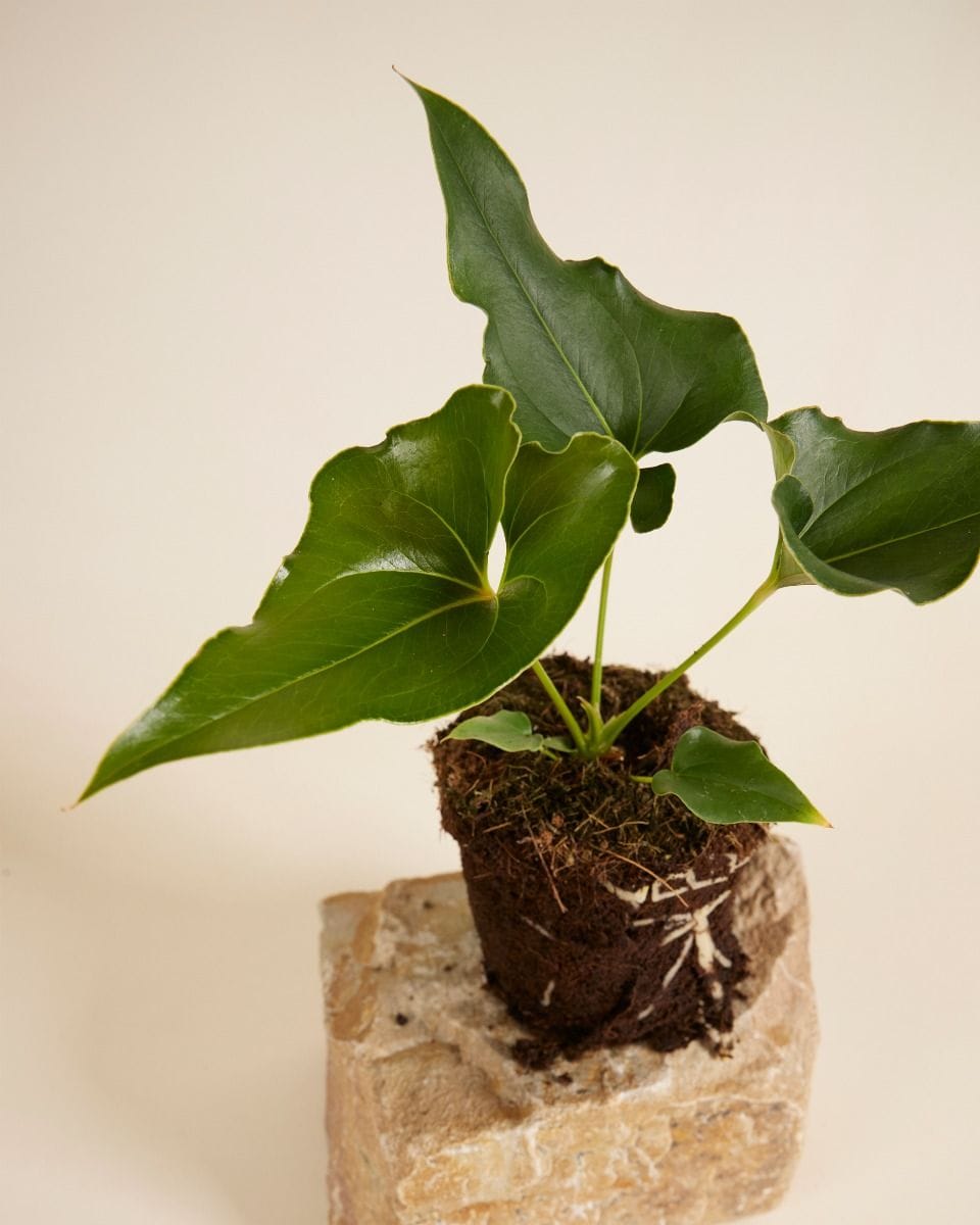 Anthurium Ferrierense Crisped