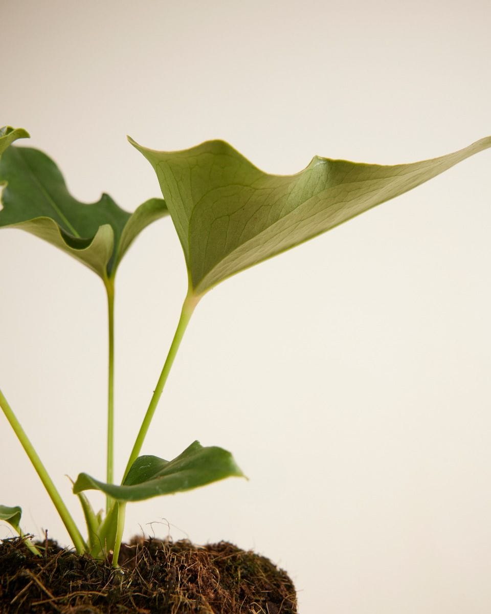 Anthurium Ferrierense Crisped
