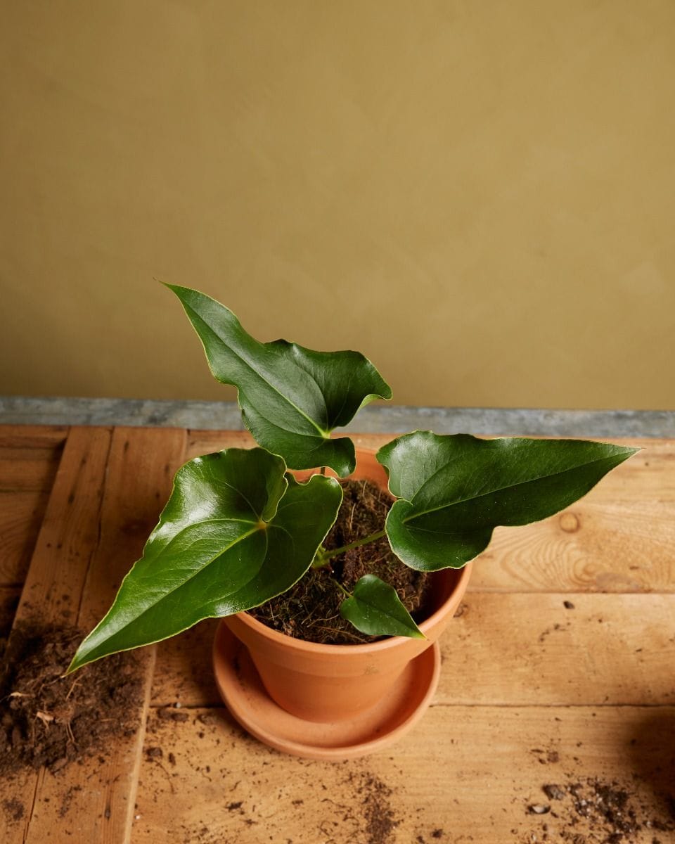 Anthurium Ferrierense Crisped