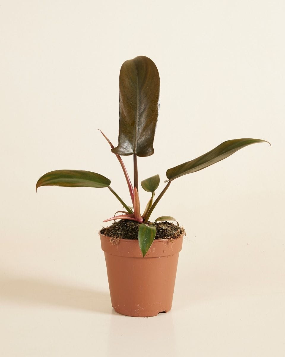 Philodendron Florida Bronze