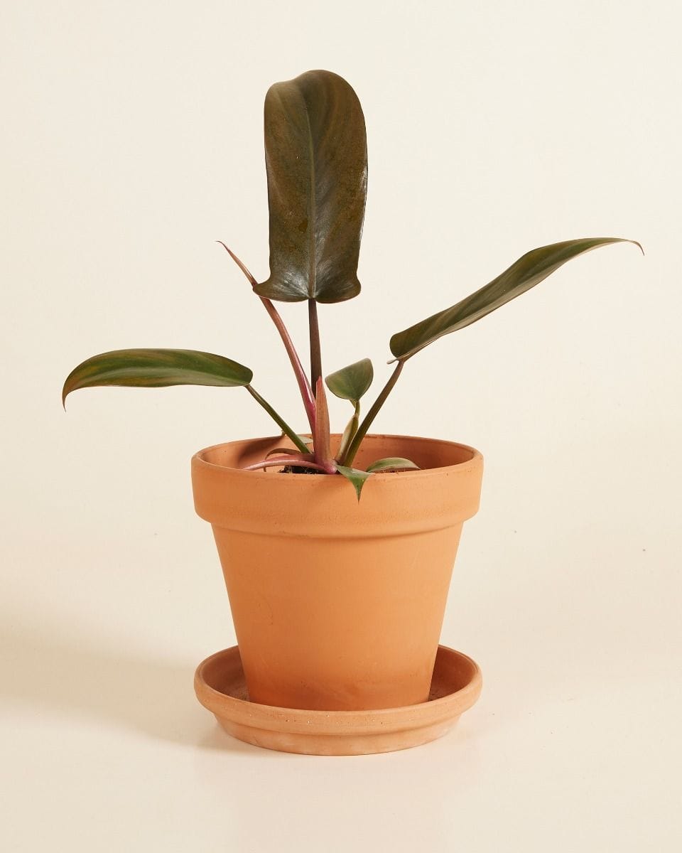 Philodendron Florida Bronze