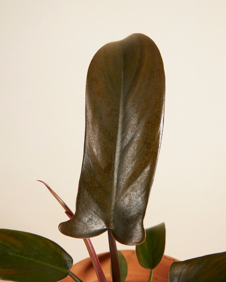 Philodendron Florida Bronze