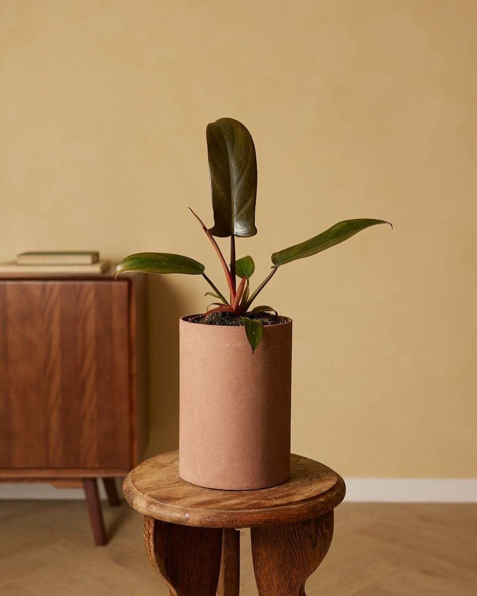 Philodendron Florida Bronze