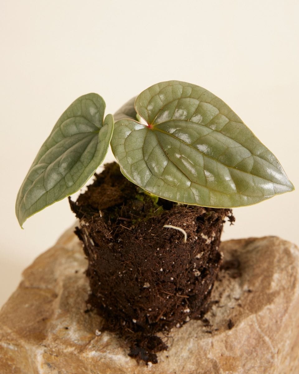 Anthurium Luxurians