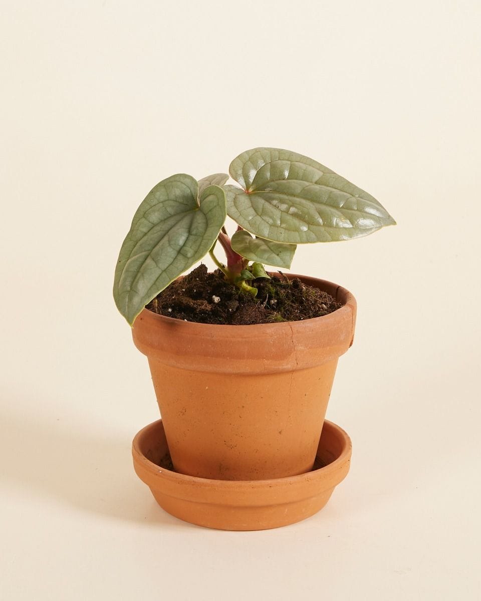 Anthurium Luxurians
