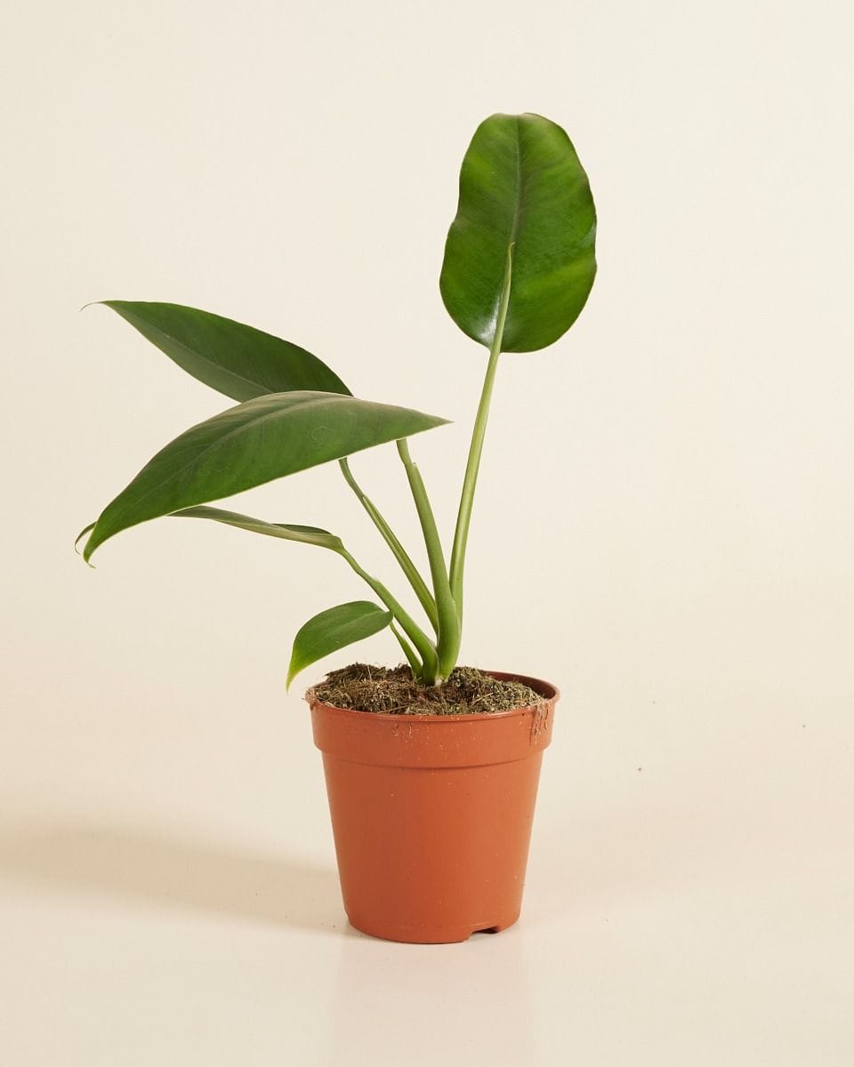Epipremnum Giganteum