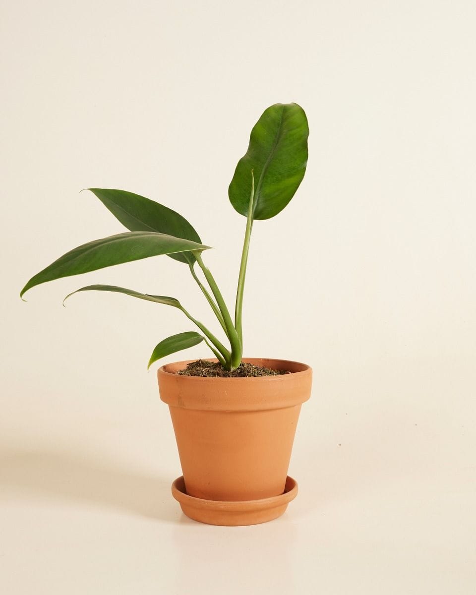 Epipremnum Giganteum