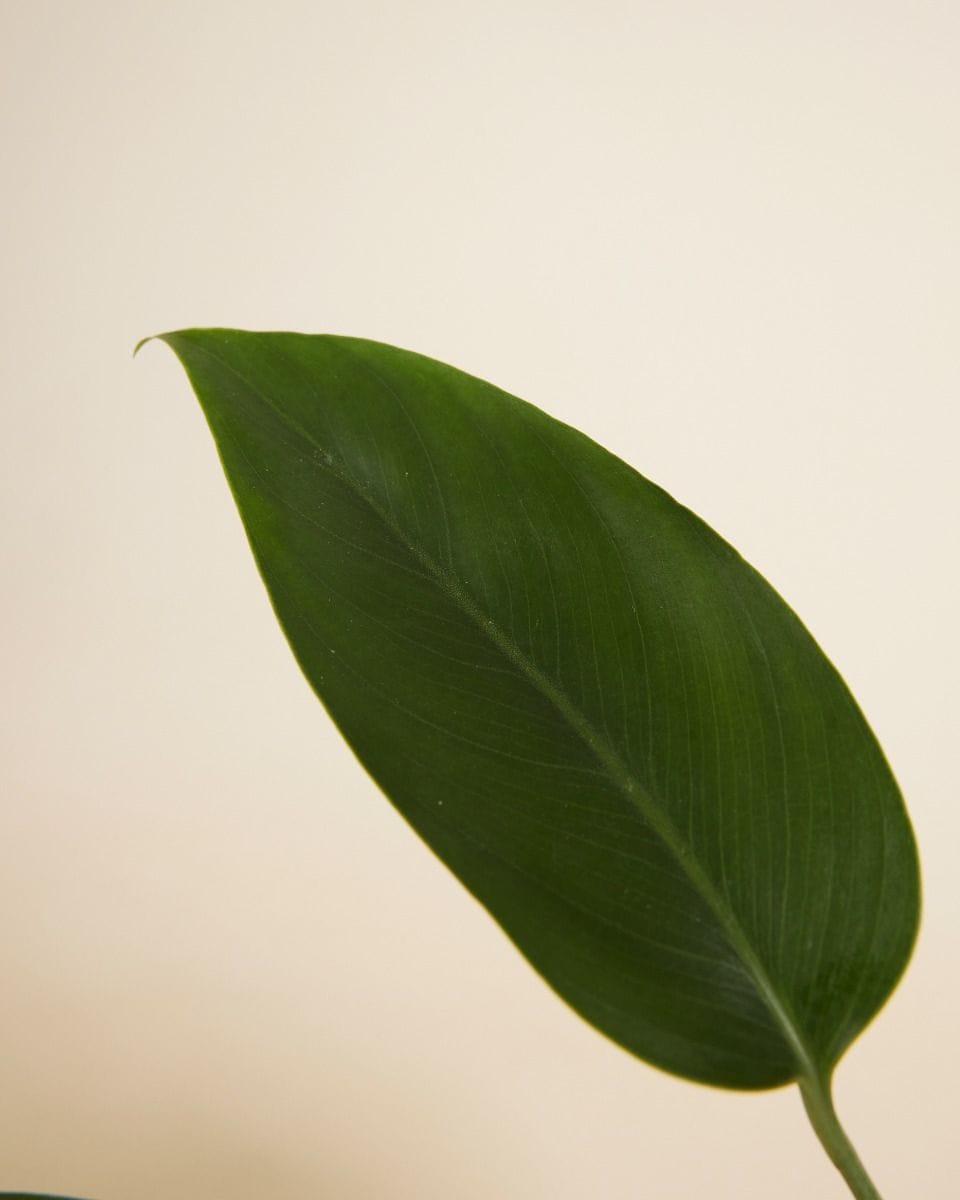 Epipremnum Giganteum