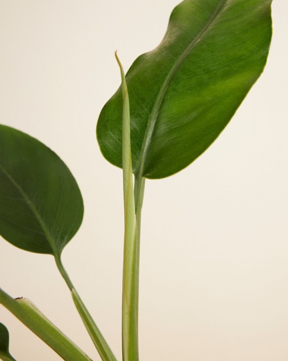 Epipremnum Giganteum