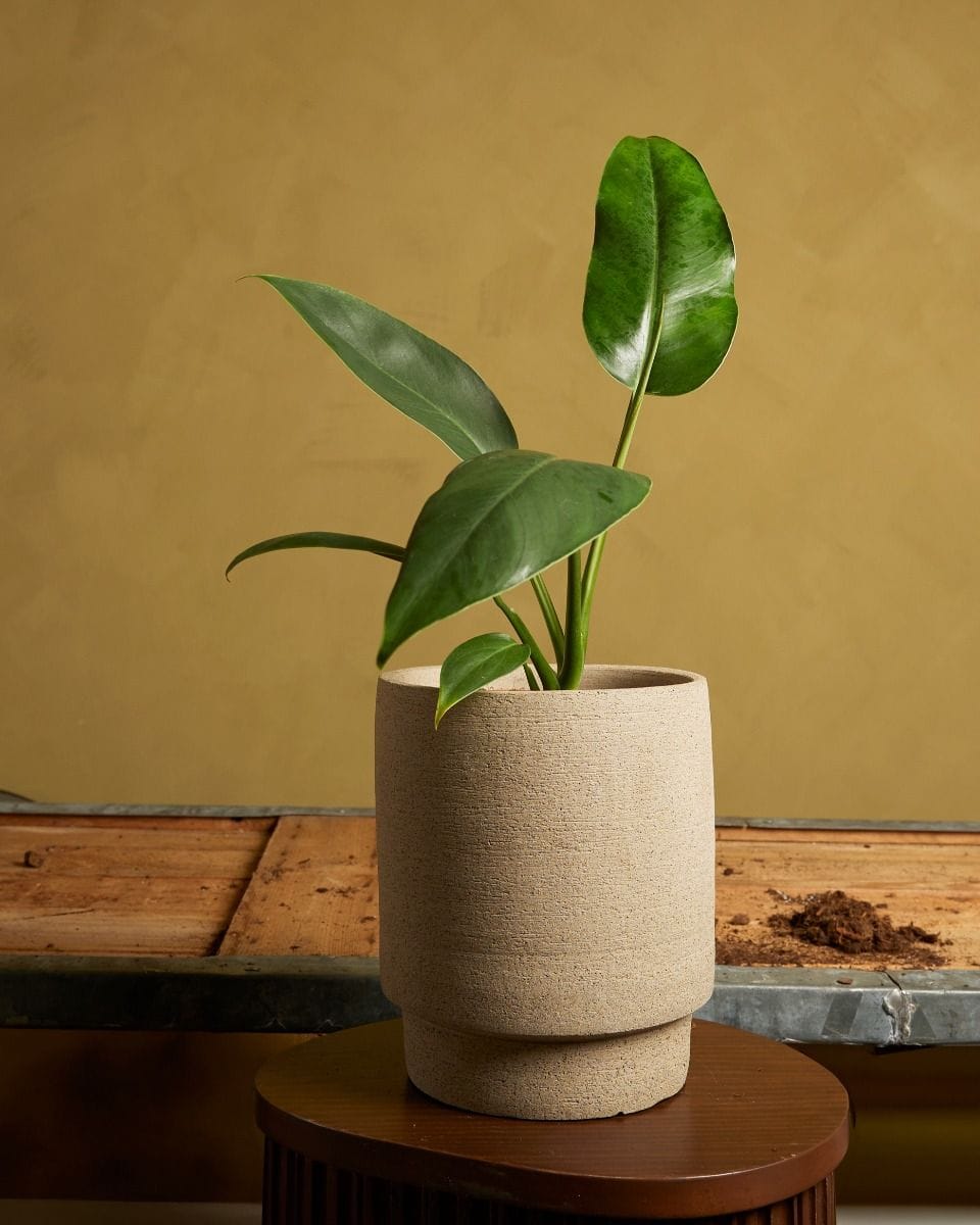 Epipremnum Giganteum