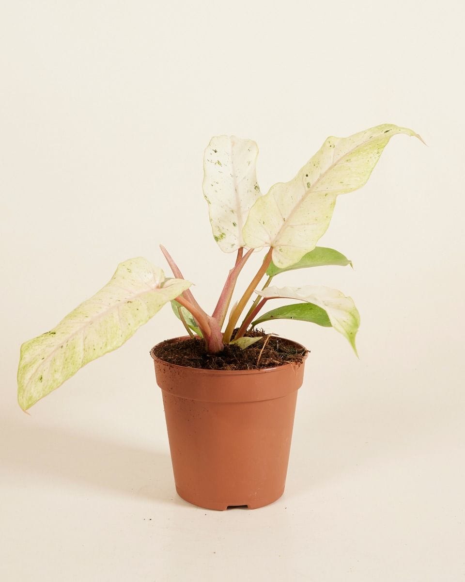 Philodendron Filodendro Snowdrift