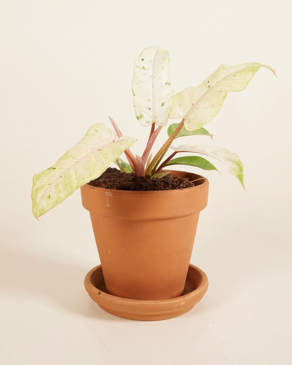 Philodendron Filodendro Snowdrift