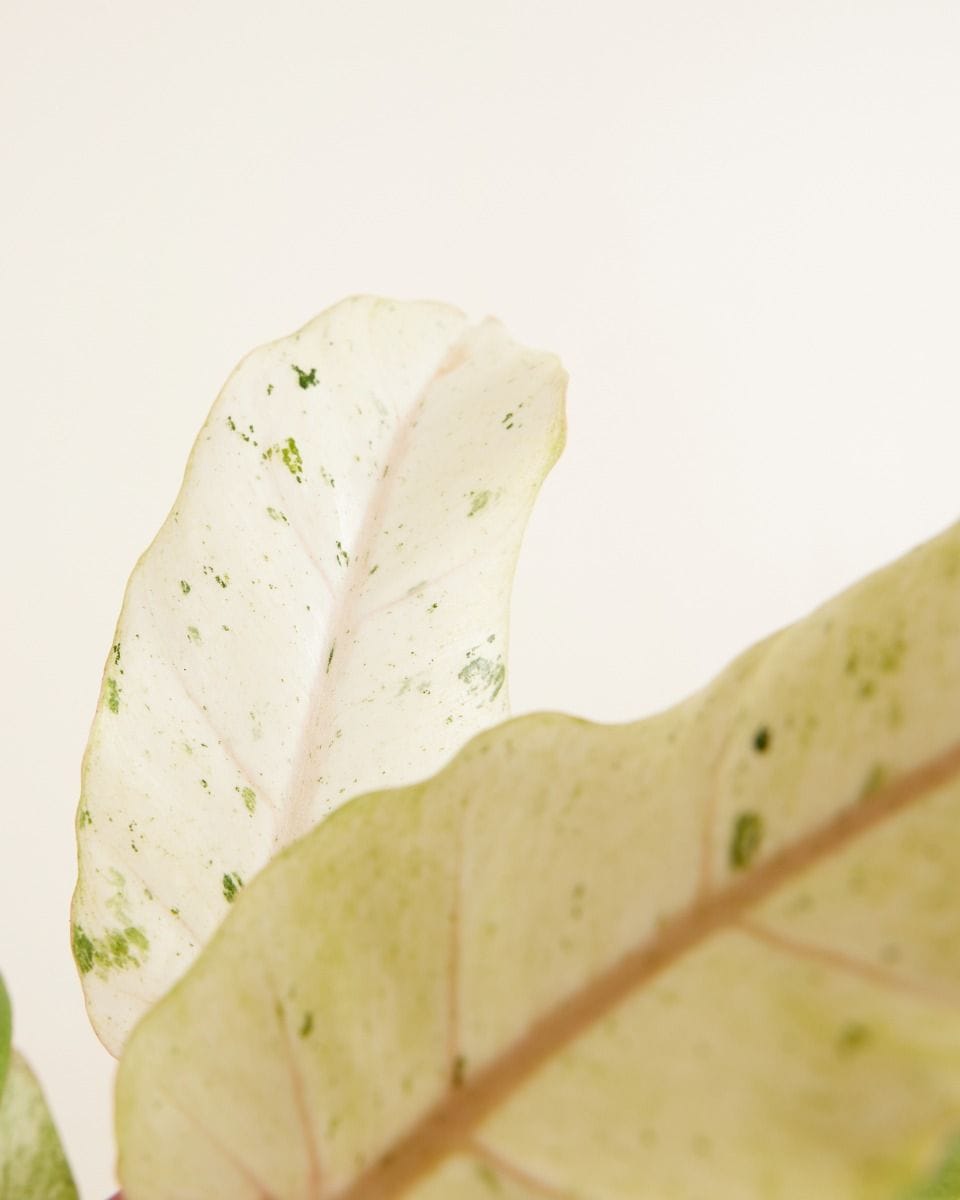 Philodendron Filodendro Snowdrift