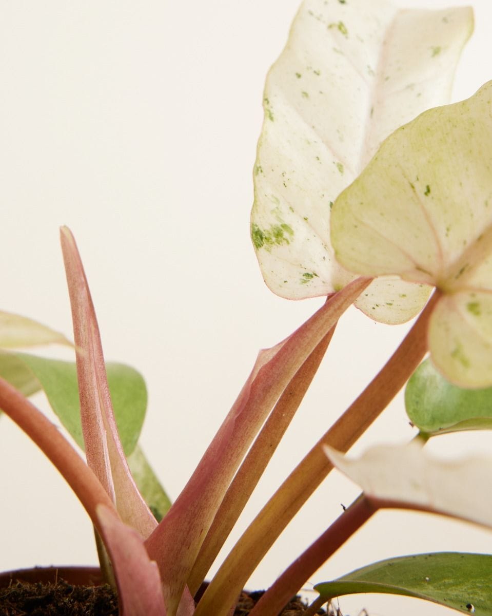 Philodendron Filodendro Snowdrift