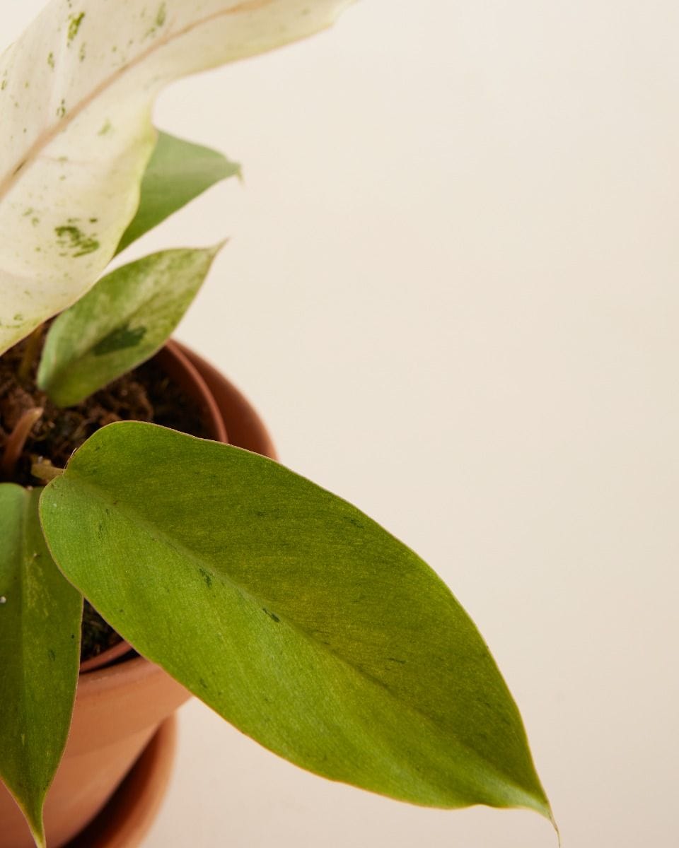Philodendron Filodendro Snowdrift